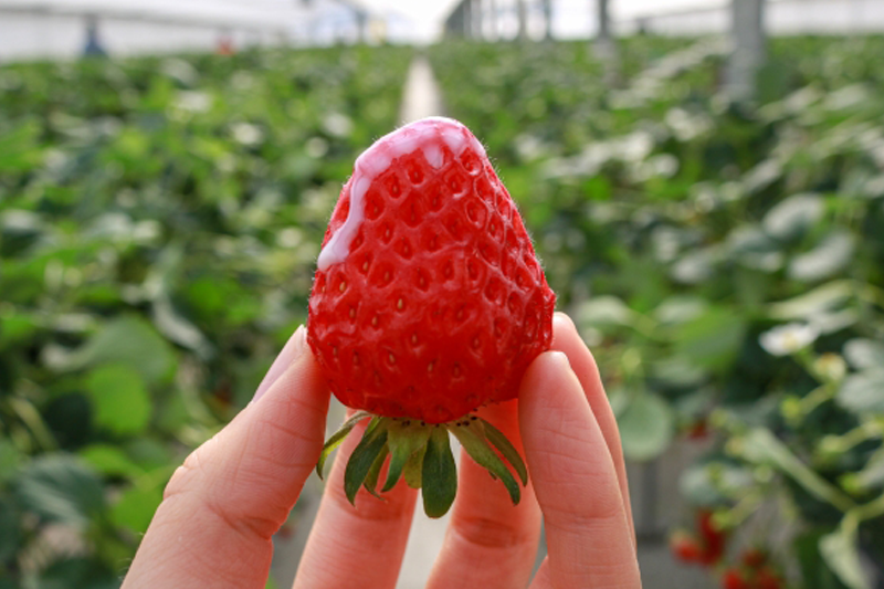 生産物を高値での買い取り