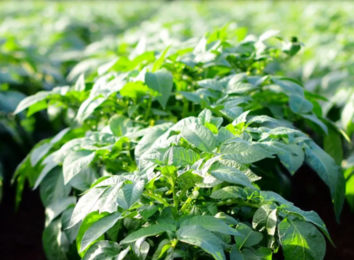 バイオリサイクル